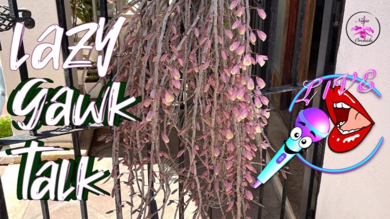 Spring 2025 Dendrobium aphyllum Lazy Chat & Chill Livestream #ninjaorchids