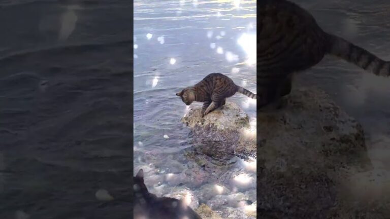 Unbelievable! Ninja Cat Catches a Fish in One Swift Move! #animals #cutepets