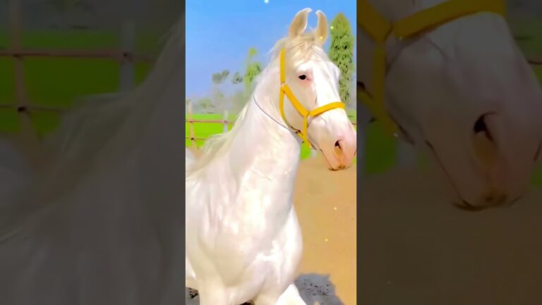 The Akhal-Teke | The Horse That Glows Like Pure Silver – You Won’t Believe Your Eyes!
