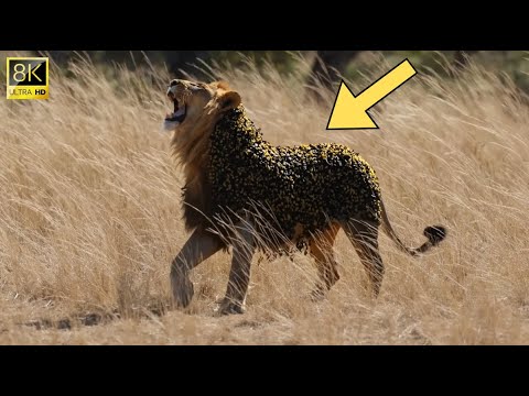 Millions of Bees Swarm a Lion – Watch the Rescue! Millions of Bees Swarm a Lion – Watch the Rescue!